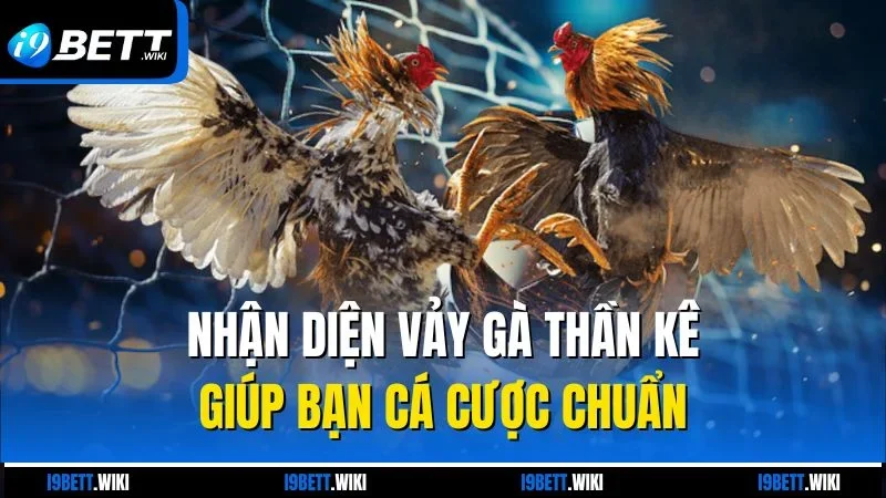 Nhận diện vảy gà thần kê giúp bạn cá cược chuẩn